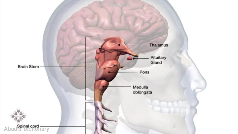 brain stem